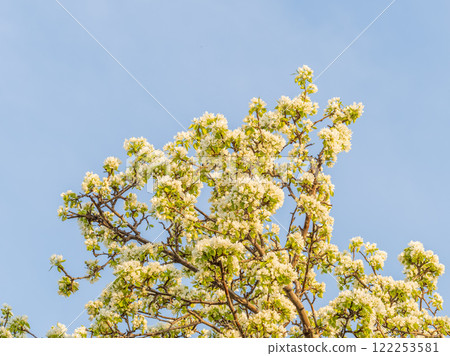Apple tree branches with white flowers on a background of blue clear sky. Apple tree branches with white flowers on a background of blue clear sky. 122253581