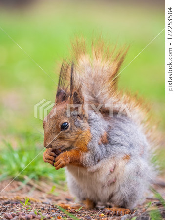 Squirrel eats a nut while sitting in green grass. Eurasian red squirrel, Sciurus vulgaris Squirrel eats a nut while sitting in green grass. Eurasian red squirrel, Sciurus vulgaris 122253584