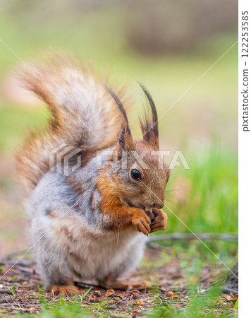 Squirrel eats a nut while sitting in green grass. Eurasian red squirrel, Sciurus vulgaris Squirrel eats a nut while sitting in green grass. Eurasian red squirrel, Sciurus vulgaris 122253585