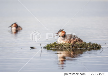 Great Crested Grebe, Podiceps cristatus, water bird sitting on the nest, nesting time on the green lake 122253595