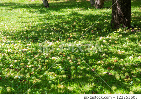 Fallen apples scattered on the ground amidst decaying leaves, showcasing the remnants of the harvest season Fallen apples scattered on the ground amidst decaying leaves, showcasing the remnants of the harvest season 122253603
