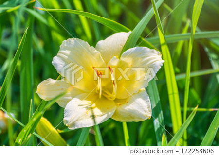A yellow daylily flower, latin name Hemerocallis lilioasphodelus, at sunset. It is also known as the lemon daylily. 122253606