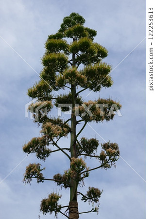 Agave Agave 122253613