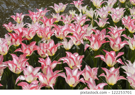 鬱金香花 122253701