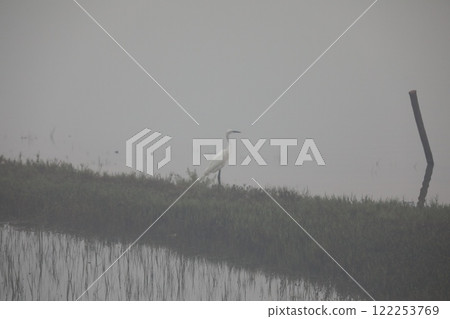 Bird Cran at Water India Bird Cran at Water India 122253769