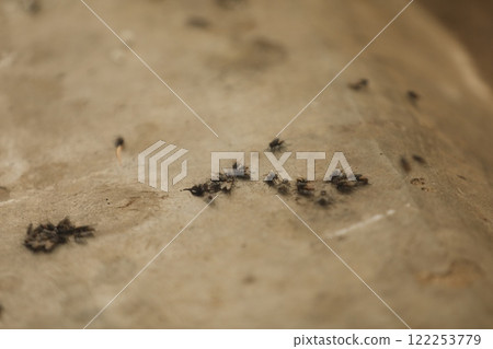 House Flies on Ground 122253779