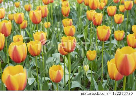 Tulip flower Tulip flower 122253780