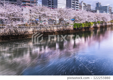 Spring cherry blossoms along the Ooka River in Yokohama: Cherry blossoms reflected on the river surface [Yokohama City, Kanagawa Prefecture] 122253860