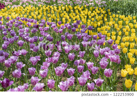 Tulip flower Tulip flower 122253900