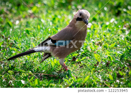 Eurasian jay on green grass Eurasian jay on green grass 122253945