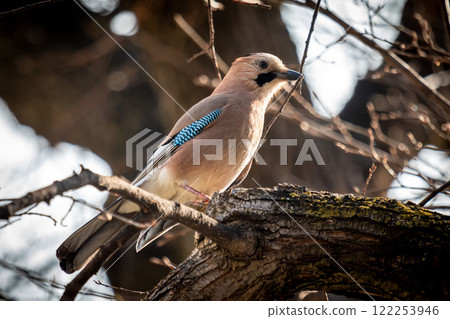Eurasian jay on a tree branch 122253946