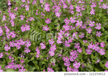 Primulae flower 122254012