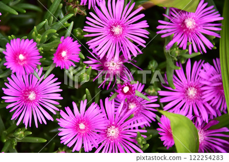 Meadowsweet Meadowsweet 122254283