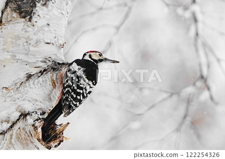 Great spotted woodpecker perched on a tree branch in the snow 122254326