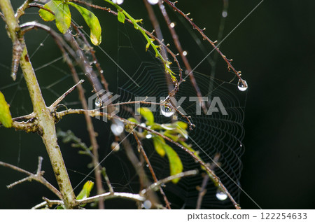 Rain droplets with beautiful plant view with blurred nature background 122254633