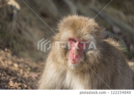 Japanese macaque Arashiyama Monkey Park Iwatayama 122254840