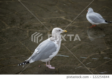 大阪市中之島公園飛入土佐堀川的銀鷗 122254844