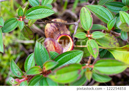 Nepenthes, tropical pitcher plant, insectivorous plant of southeast Asia Nepenthes, tropical pitcher plant, insectivorous plant of southeast Asia 122254858