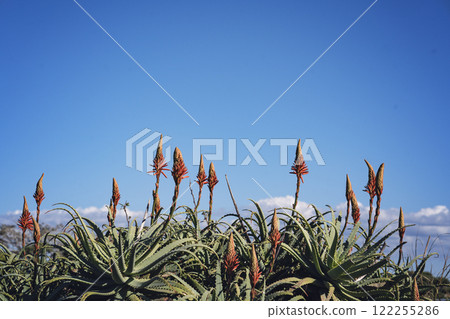 Aloe flower and blue sky 122255286