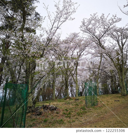Cherry Blossoms at Kojoyama 122255306