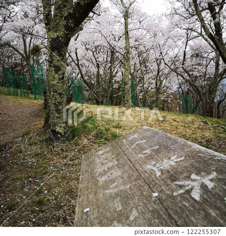 Cherry Blossoms at Kojoyama 122255307