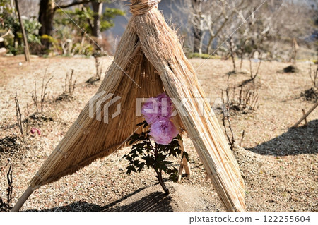 Taima-dera Temple Okuin (Winter Peony) [Katsuragi City, Nara Prefecture] 122255604