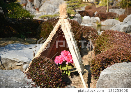 Taima-dera Temple Okuin (Winter Peony) [Katsuragi City, Nara Prefecture] 122255608
