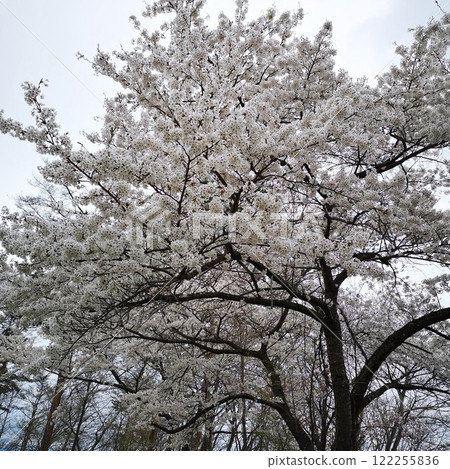 光山櫻花 光山櫻花 122255836