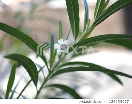 樹蔭下的乳草(乳草白花特寫) 樹蔭下的乳草(乳草白花特寫) 122255977