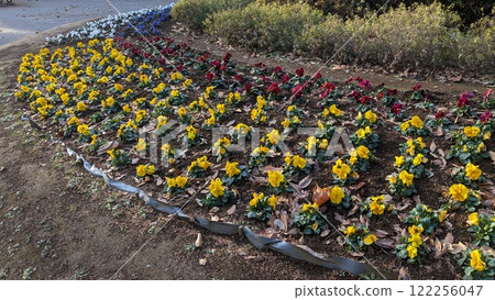 flower bed  122256047