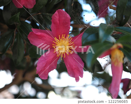 Close-up of a single camellia flower (winter sky and red camellia) 122256085