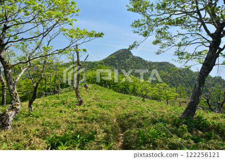 The hiking trail from Asahi trailhead to Shakagatake [Totsukawa Village, Nara Prefecture] 122256121