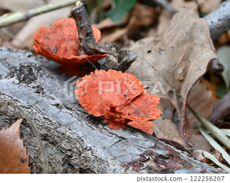 Oyster mushroom (scarlet mushroom) 122256207
