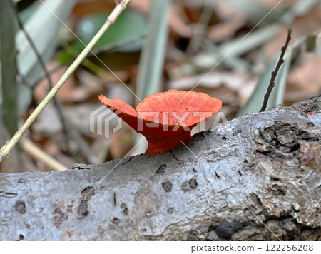 Oyster mushroom (scarlet mushroom) 122256208