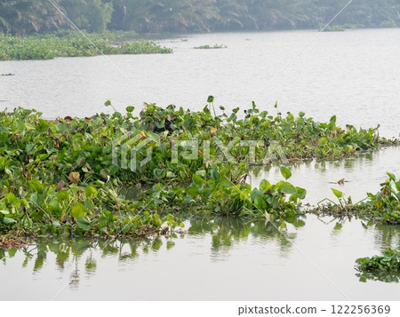 Exploring lush water hyacinth growth in serene river landscape nature photography tranquil view 122256369