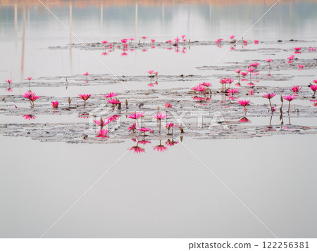 Serene aerial capture of pink lotus flowers over calm water a nature photography delight 122256381
