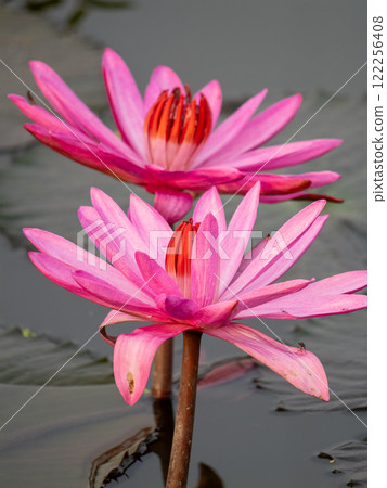 Blooming pink water lilies in tranquil pond nature photography serene environment close-up view 122256408