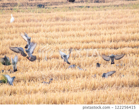 Pigeons taking flight over golden rice fields at sunrise nature photography rural landscape Pigeons taking flight over golden rice fields at sunrise nature photography rural landscape 122256415