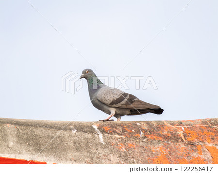 Pigeon perched on roof edge urban environment wildlife photography daylight bird observation 122256417