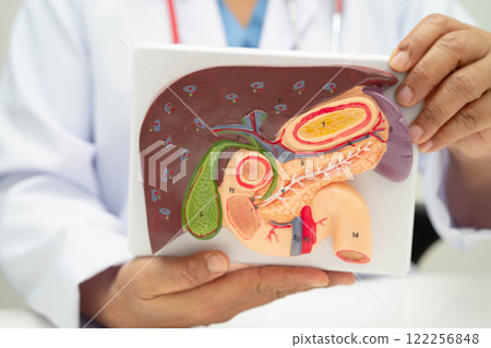 Liver with gallbladder, pancreas spleen and duodenum, Asian doctor holding human anatomy model for study diagnosis and treatment in hospital. 122256848