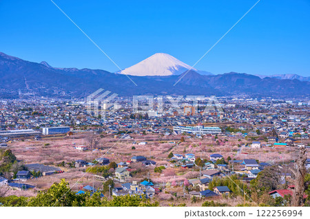 View of the Soga Plum Grove and the city of Odawara, Kanagawa Prefecture (Odawara, Mt. Fuji, Mt. Yagura, etc.) View of the Soga Plum Grove and the city of Odawara, Kanagawa Prefecture (Odawara, Mt. Fuji, Mt. Yagura, etc.) 122256994