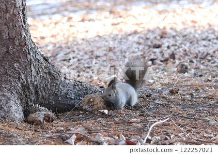 Hokkaido squirrels playing hard 122257021