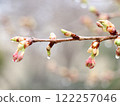 河津櫻花宣布春天的到來 122257046