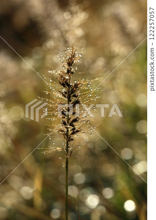 Droplets of Power Shiba Droplets of Power Shiba 122257057