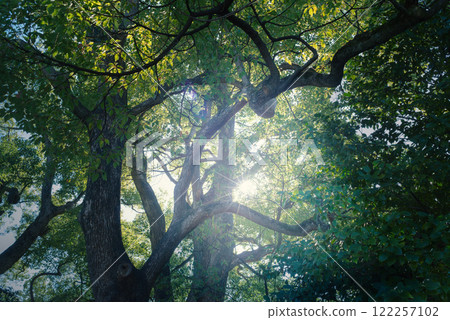 A forest of large trees, giant evergreens A forest of large trees, giant evergreens 122257102