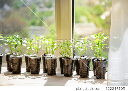 seedlings, young pepper sprouts in cups on the windowsill, planting seeds 122257105