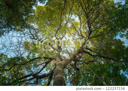 大樹森林，巨大的常綠樹木 122257156