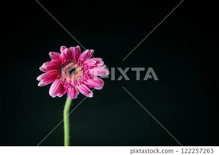 黑色背景粉紅非洲菊 黑色背景粉紅非洲菊 122257263