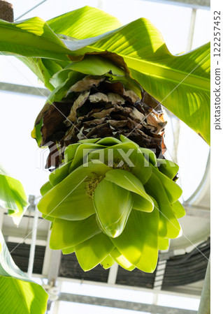 Snow bananas blooming, Toyama Prefectural Central Botanical Garden Snow bananas blooming, Toyama Prefectural Central Botanical Garden 122257452