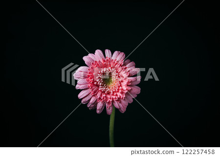 A single pink gerbera with water droplets on a black background 122257458